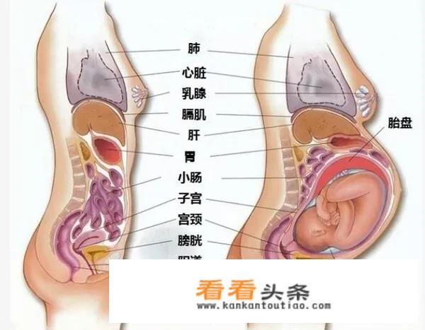 怀孕后妈妈内脏都被挤成什么样子了？