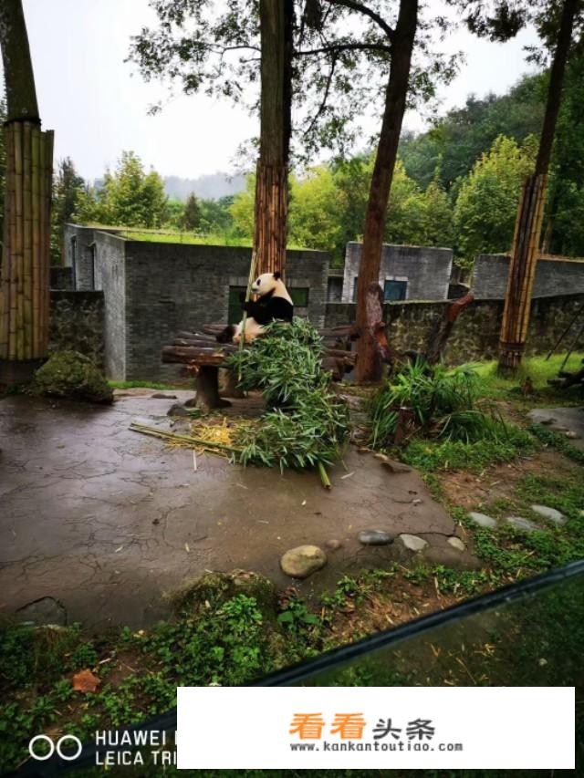 去成都旅游跟团还是自由行好？