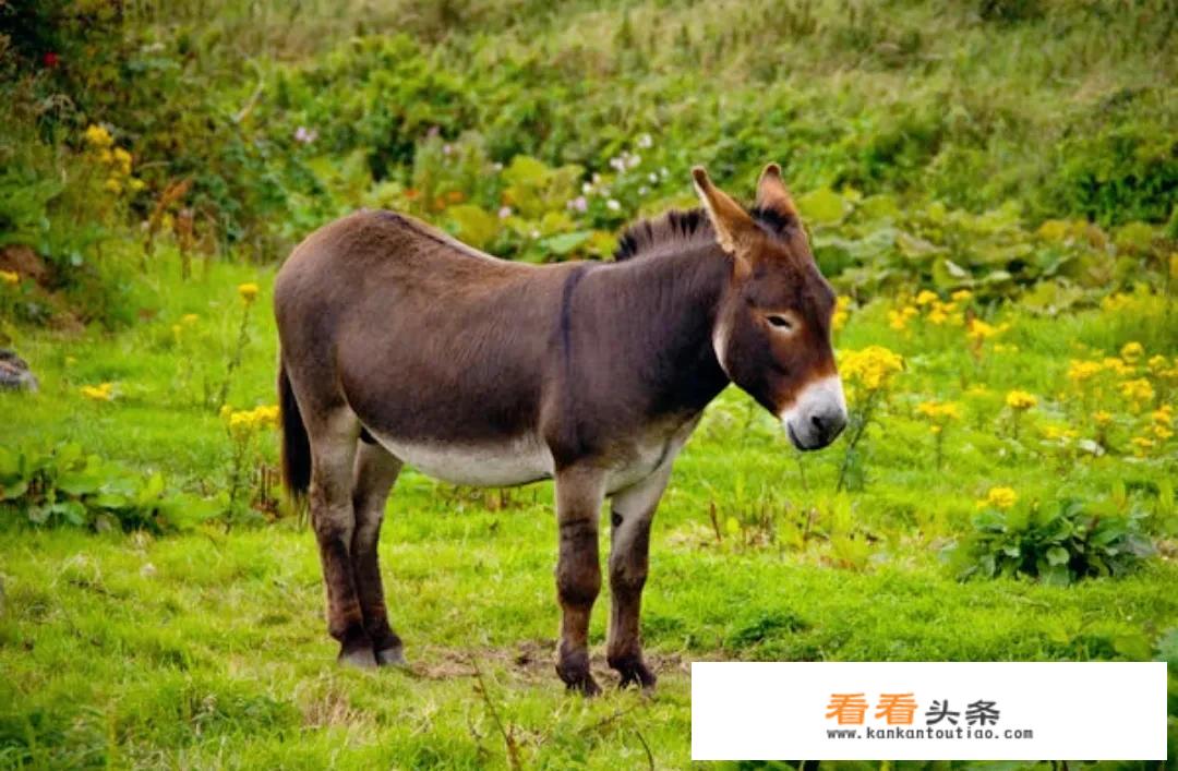 驴有什么特殊能力，为什么马永远无法取代它们？
