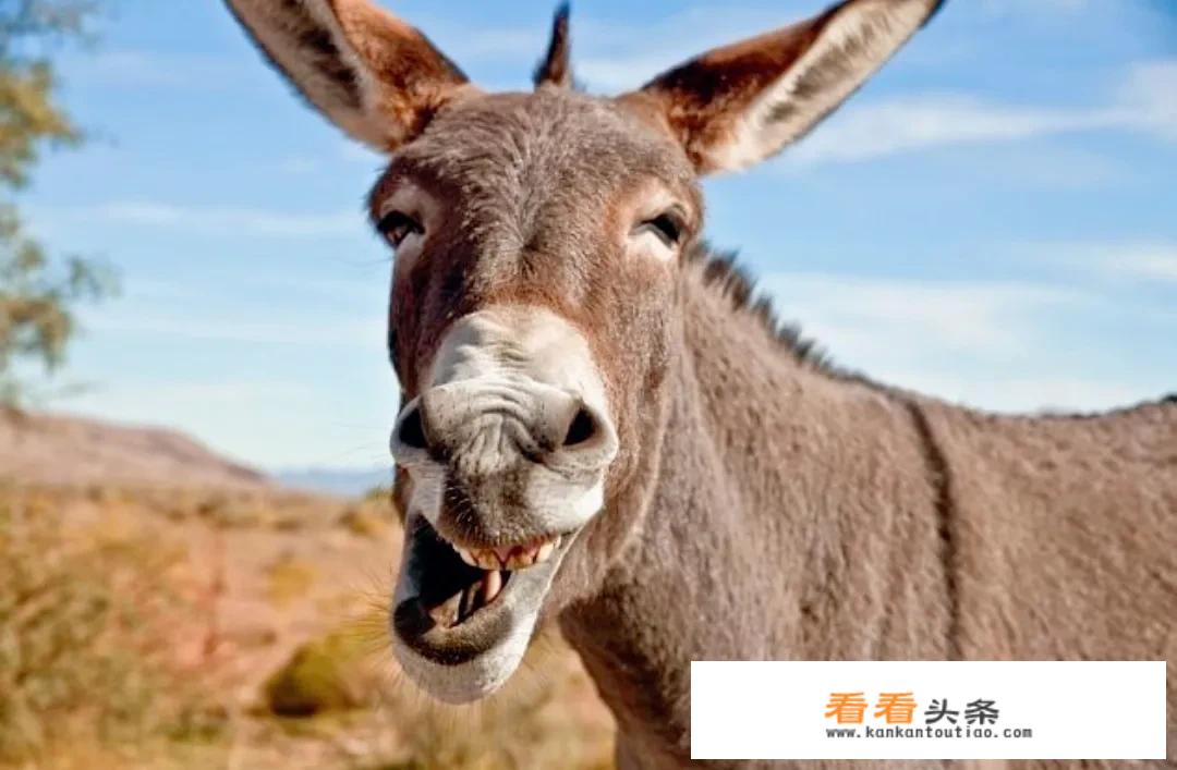 驴有什么特殊能力，为什么马永远无法取代它们？