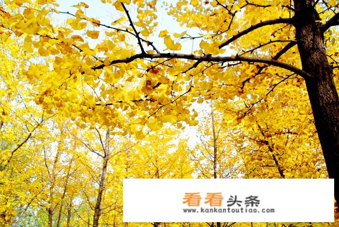 山西晋中的一景区为吸引游客，耗资300万将景区内的银杏树都安上假树叶，你怎么看？