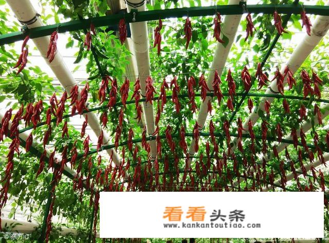 旅游+农业+康养，如何进行特色创意规划？