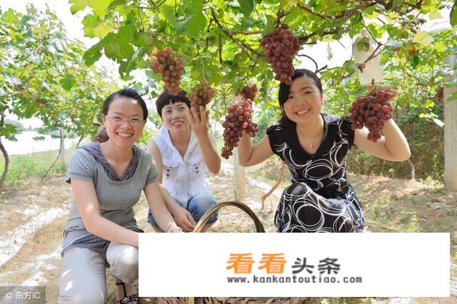 旅游+农业+康养，如何进行特色创意规划？