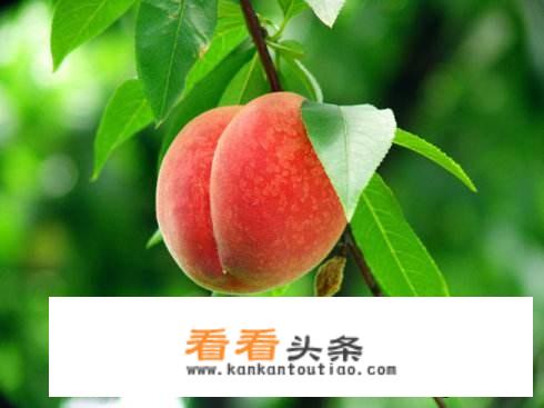 描写桃子成熟的诗句？
