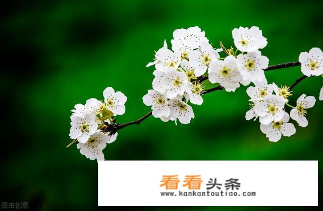 春雨唤醒了哪些万物？