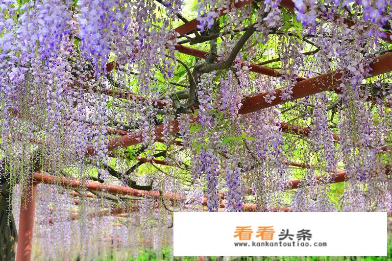 12月上海好玩的风景？