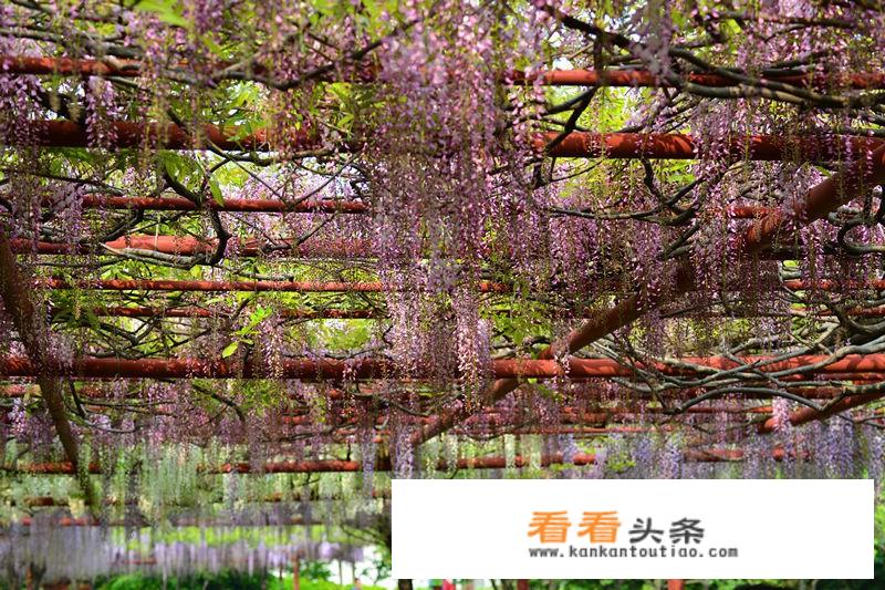 12月上海好玩的风景？
