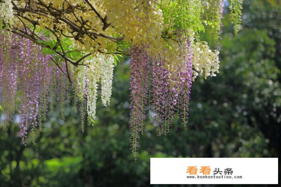 12月上海好玩的风景？