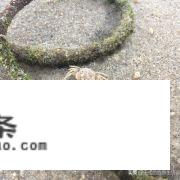 漳州六鳌旅游景点？