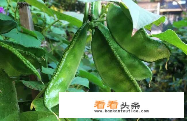 老婆耳朵豆角什么时间种？