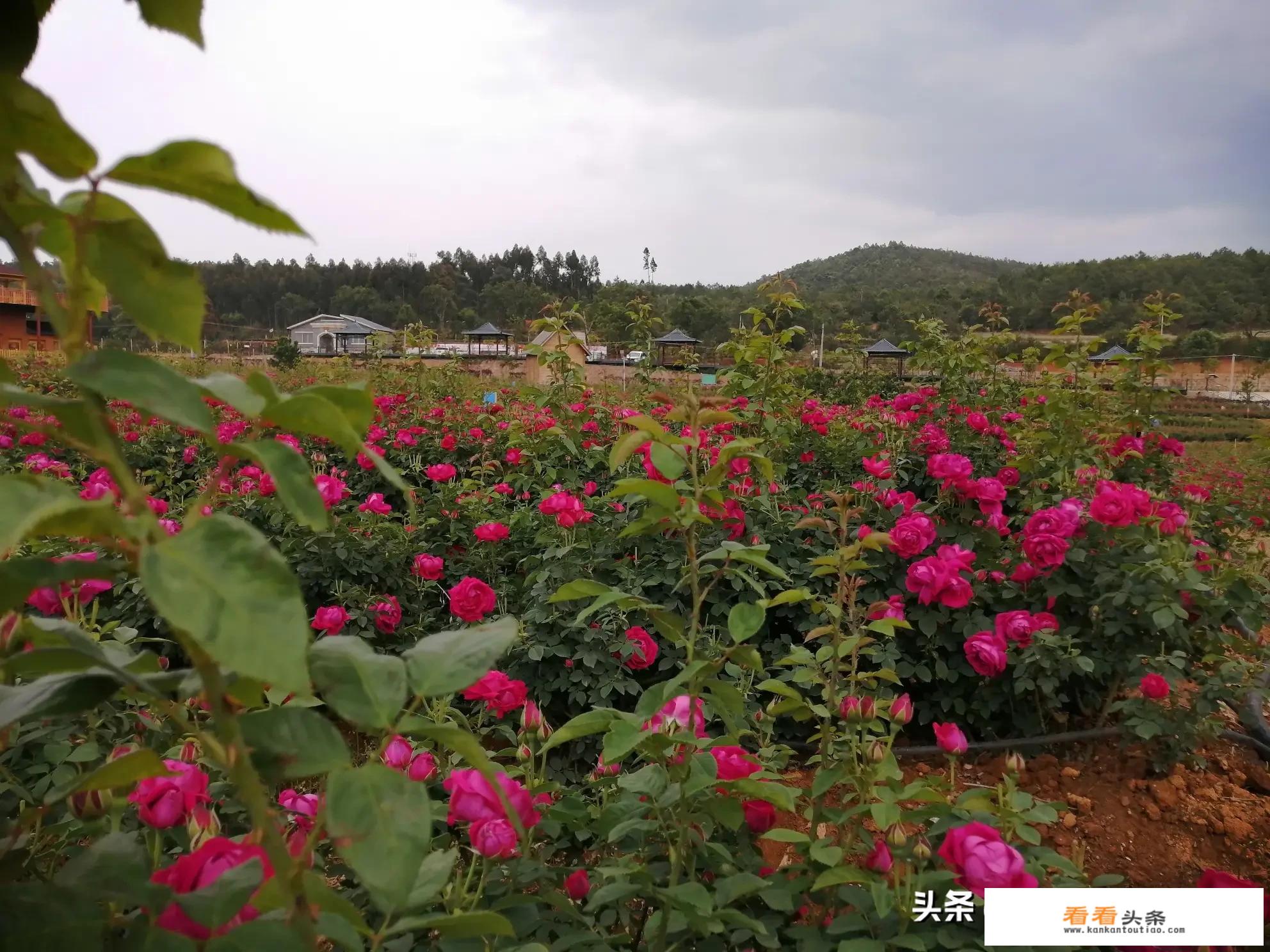 简述世界旅游业的发展趋势？
