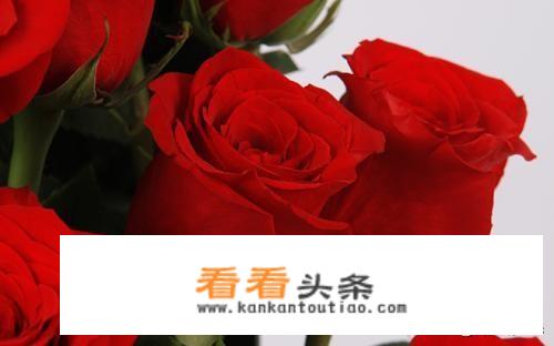 张爱玲的小说集《红玫瑰与白玫瑰》主要讲了什么？