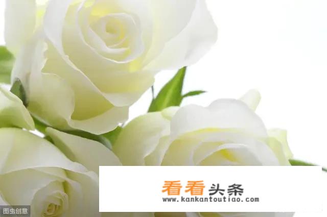张爱玲的小说集《红玫瑰与白玫瑰》主要讲了什么？