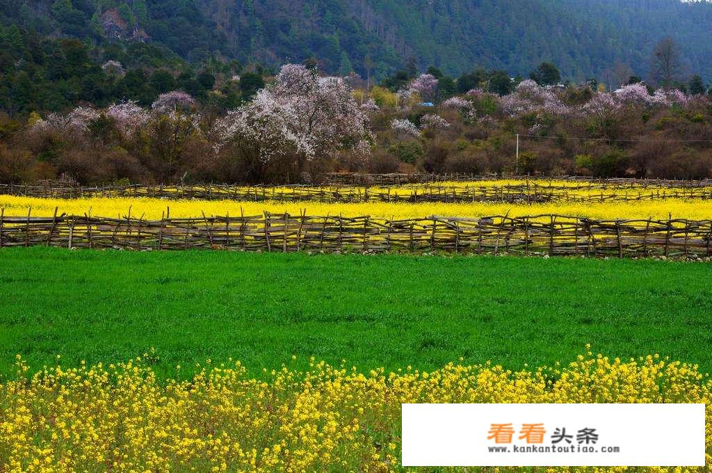 内地人去 *** 林芝能适应吗？