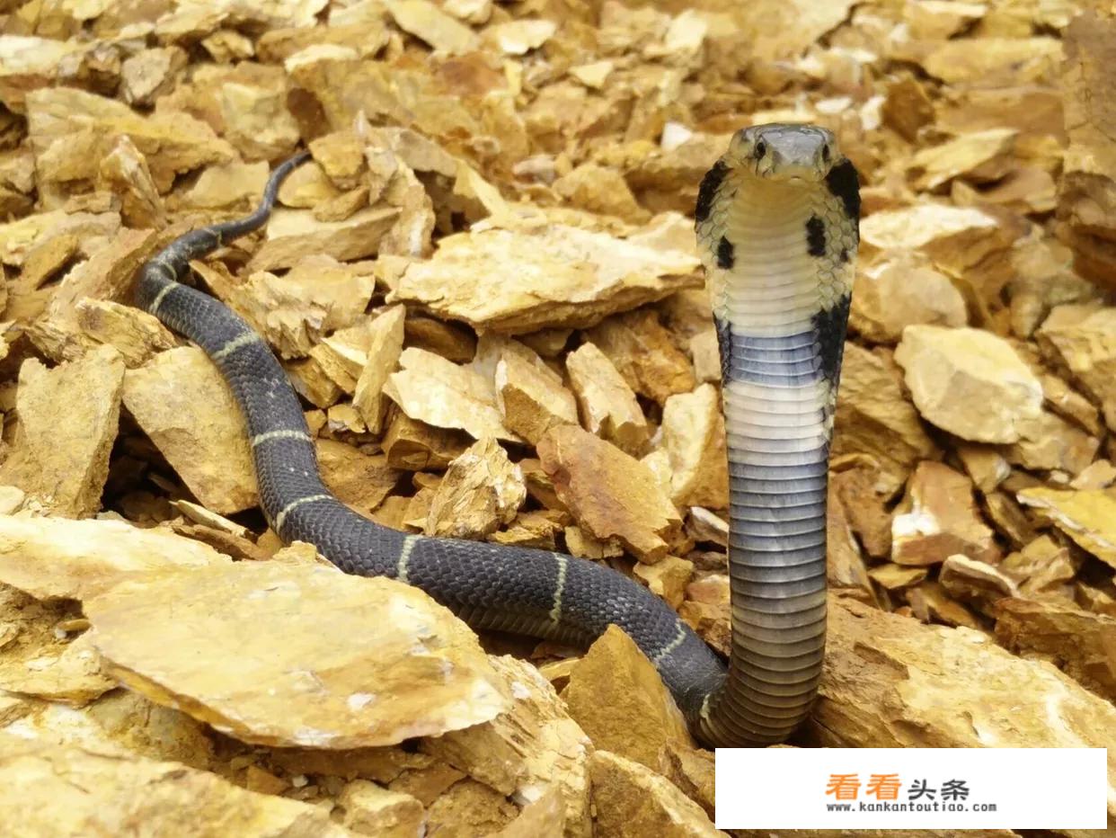 蛇宠之主主角？
