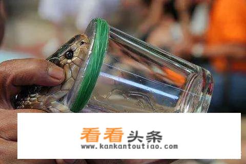 蛇宠之主主角？