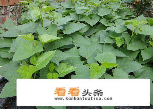 威海什么时间种植地瓜？