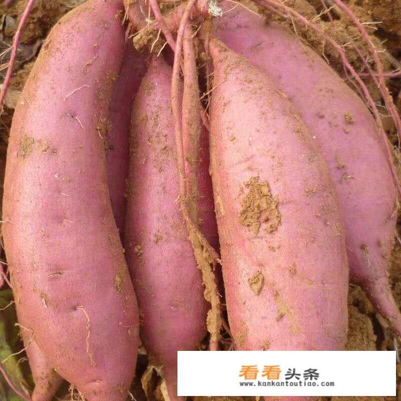 威海什么时间种植地瓜？