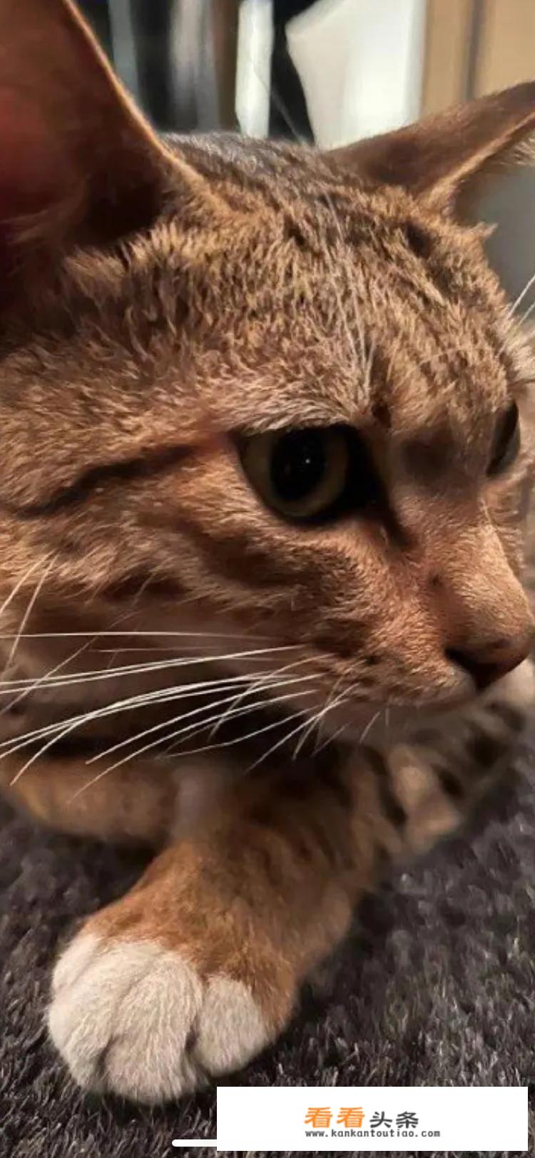 家养小猫咪推荐？
