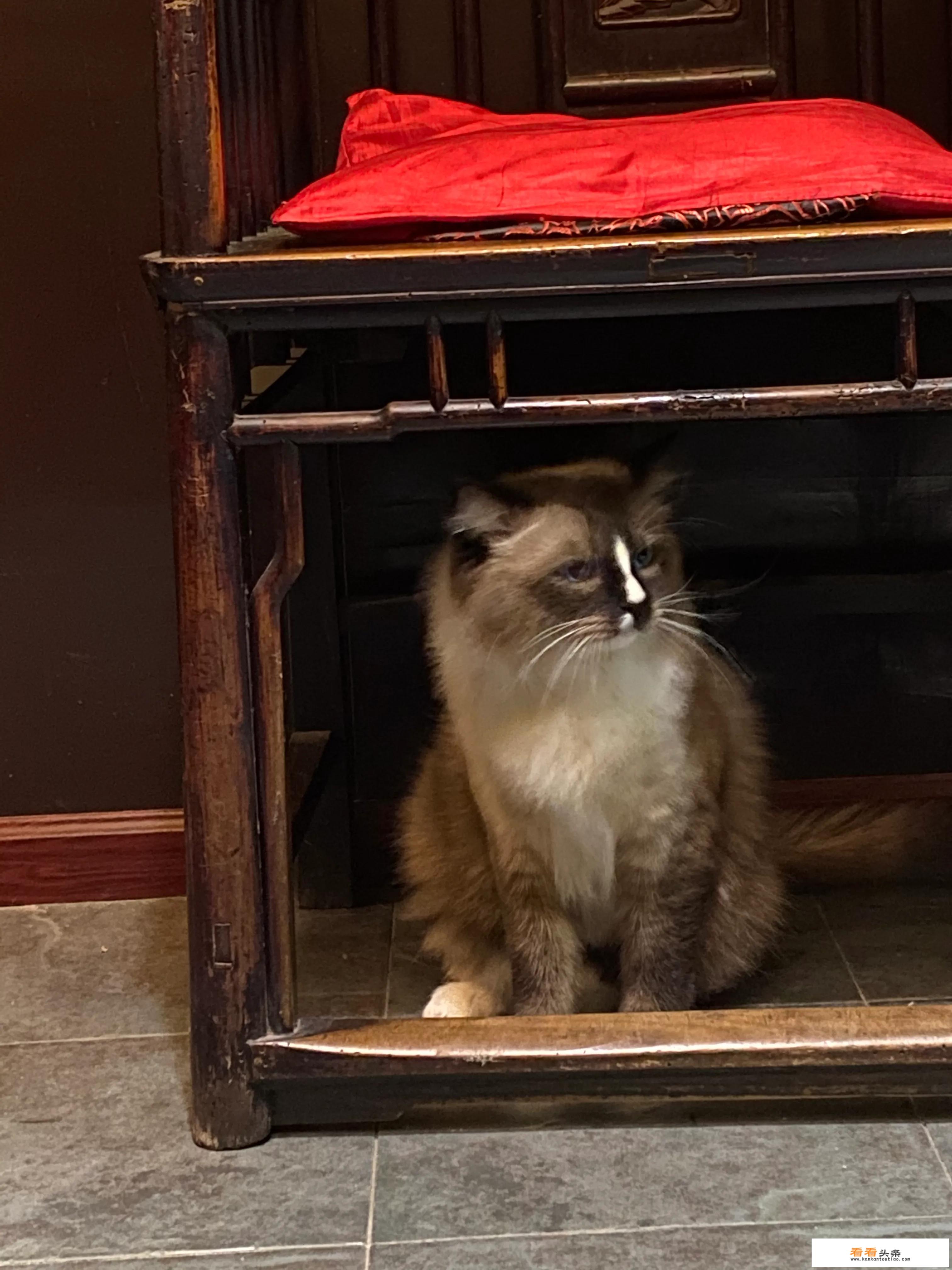 家养小猫咪推荐？