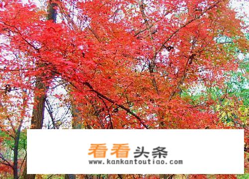 蛟河冰湖沟旅游攻略？