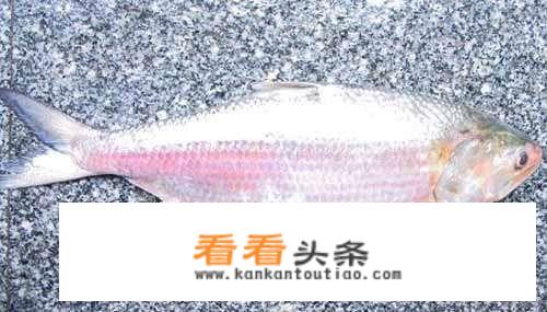 珠海主要特产是什么? 珠海主要特产是什么?