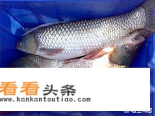 珠海主要特产是什么? 珠海主要特产是什么?