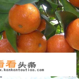 珠海主要特产是什么? 珠海主要特产是什么?