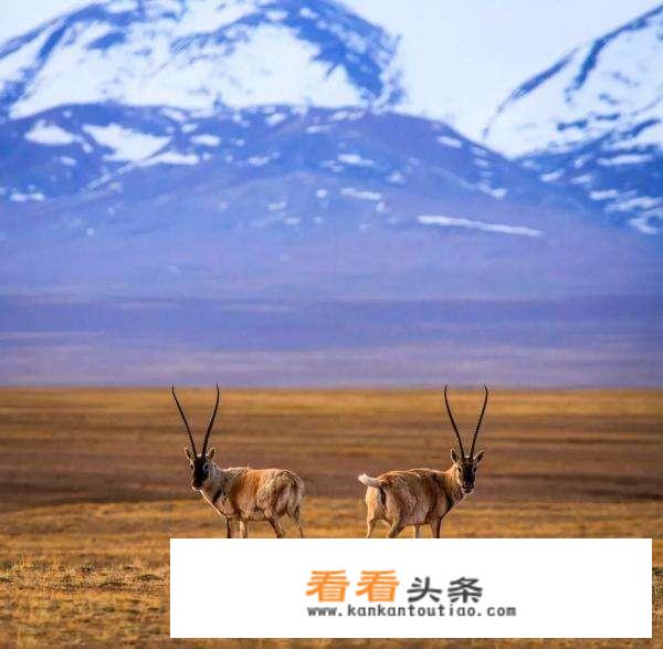 个人怎么能办理旅游车牌？