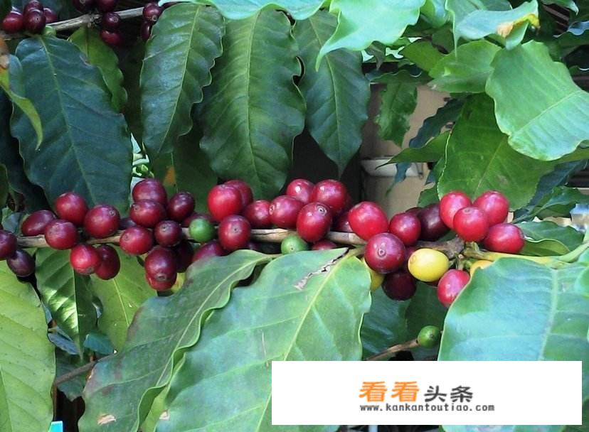 感觉云南咖啡十分小众，如何推广才能使更多人知道？