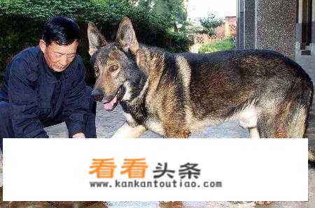 云南最可怕的野生动物？