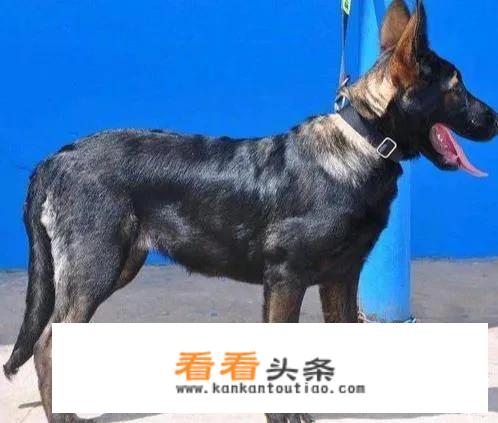 云南最可怕的野生动物？