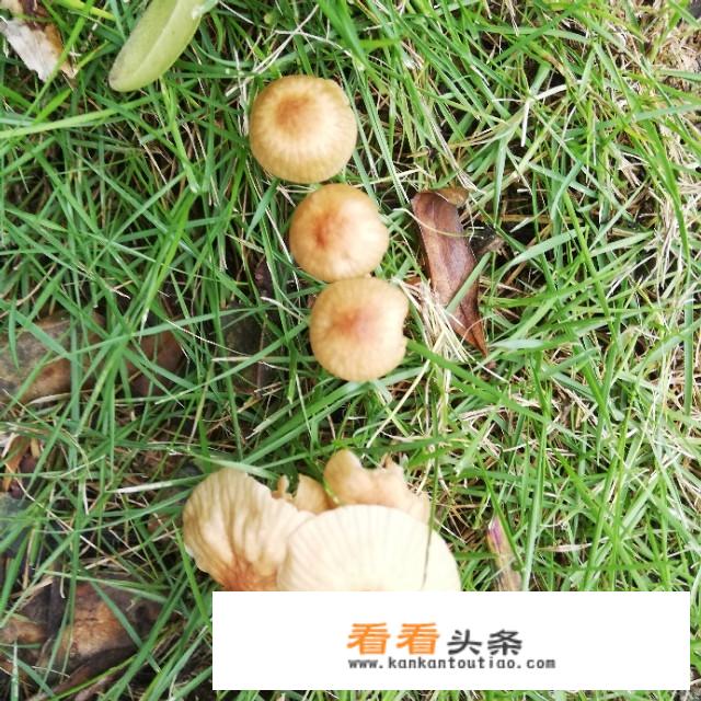 即日起湖北正式恢复跨省团队旅游，你愿参加首批跨省团队旅游吗？