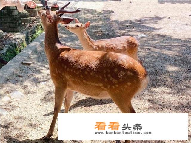 我想元旦时候去日本，那几天日本适合旅游吗？
