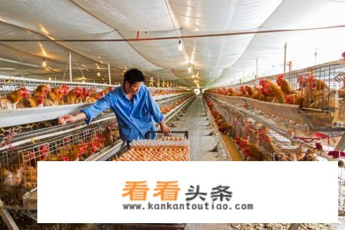 养鸡 *** 有哪些补贴和优惠政策？