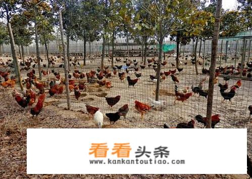 养鸡 *** 有哪些补贴和优惠政策？