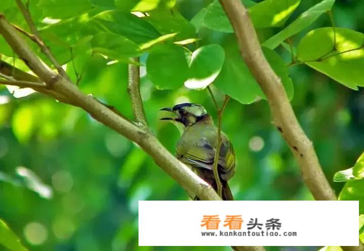 冠绝天下大结局？