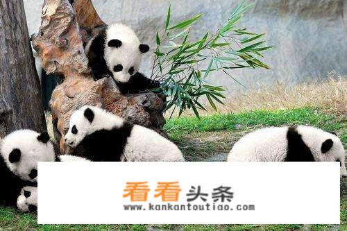 想带孩子去成都玩几天？有什么旅游景点门票可以推荐？