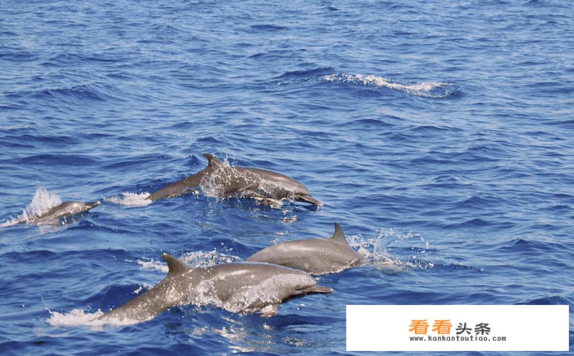 中国潜水游玩项目？