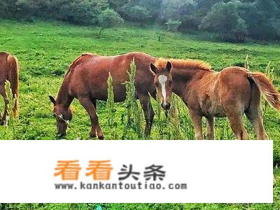 关山牧场出游攻略？