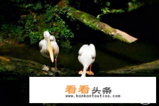 泰国、新加坡旅游，怎么安排路线？