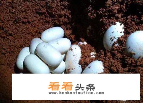 蛇蛋的营养价值比鸡蛋还要高，为什么农村人即使碰到蛇蛋也不吃呢？难道蛇蛋不能吃吗？