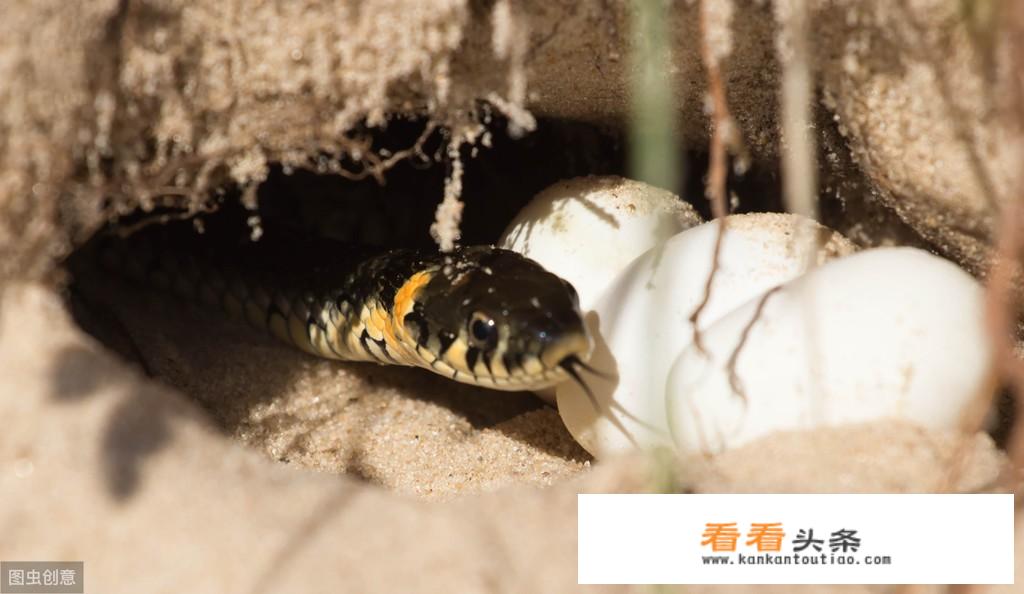 蛇蛋的营养价值比鸡蛋还要高，为什么农村人即使碰到蛇蛋也不吃呢？难道蛇蛋不能吃吗？