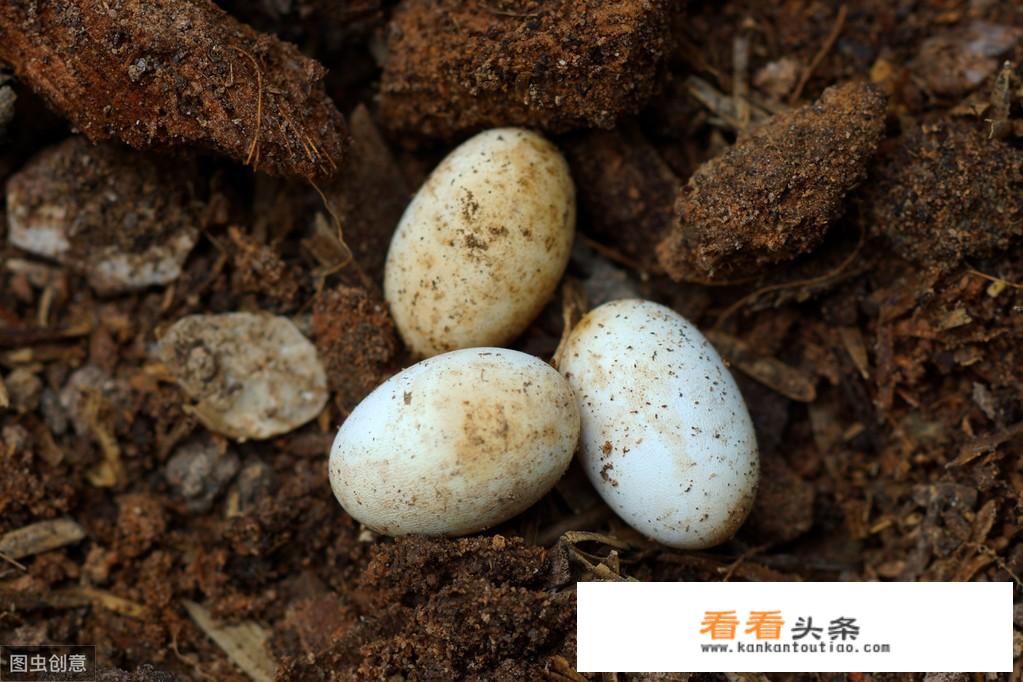 蛇蛋的营养价值比鸡蛋还要高，为什么农村人即使碰到蛇蛋也不吃呢？难道蛇蛋不能吃吗？