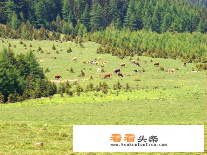 山西吕梁苍儿会大草原需要门票吗？