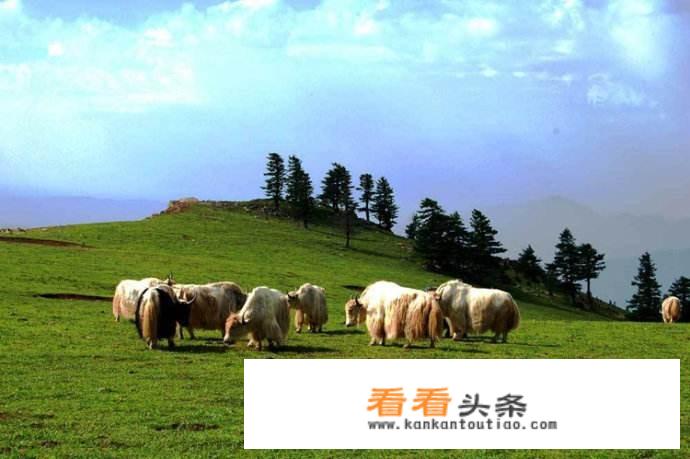 山西吕梁苍儿会大草原需要门票吗？