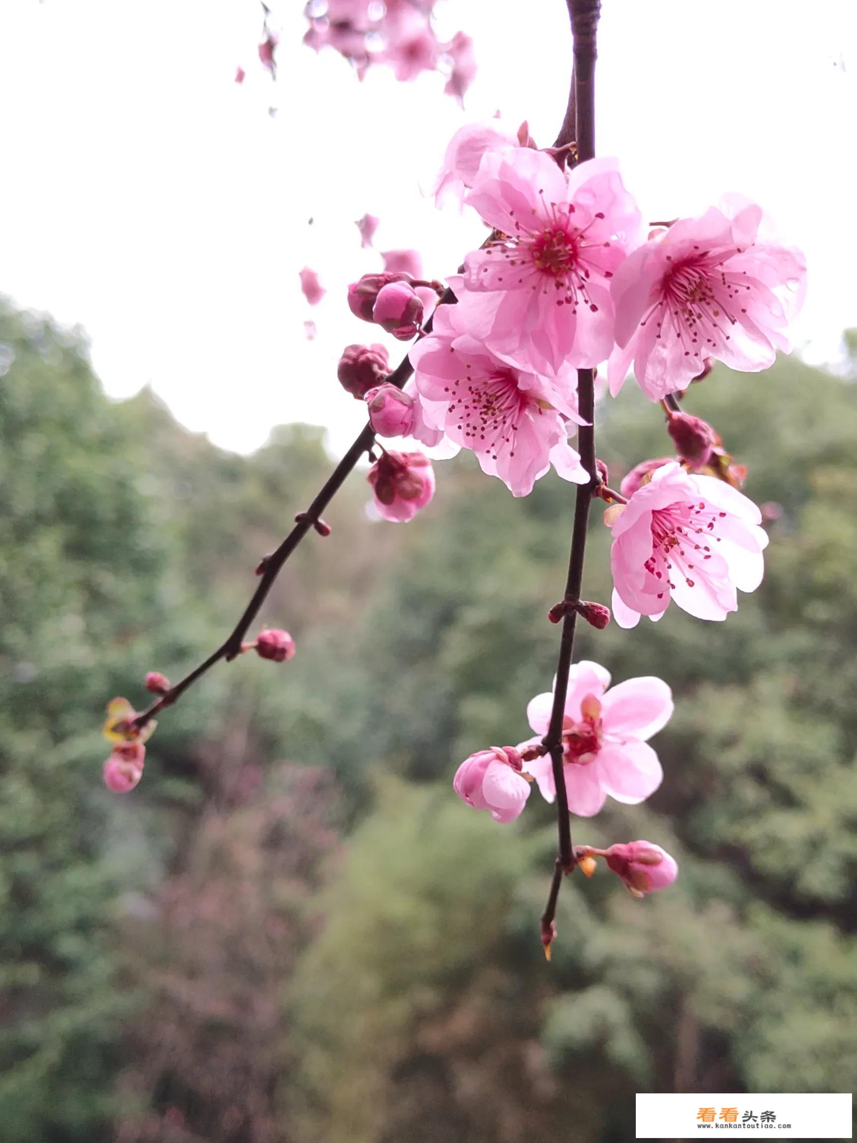 春暖花开了，出去游玩的朋友你们觉得不错的图片能否拿出来晒一下？