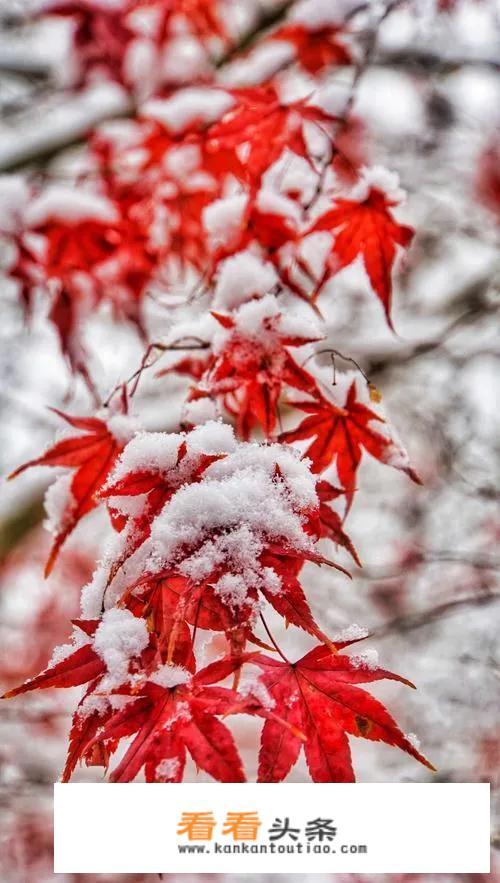 发几张你手机里这两天拍的一组雪天美景照片吧？看看你那里有多美？