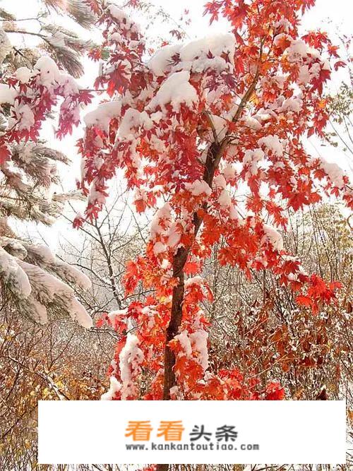 发几张你手机里这两天拍的一组雪天美景照片吧？看看你那里有多美？