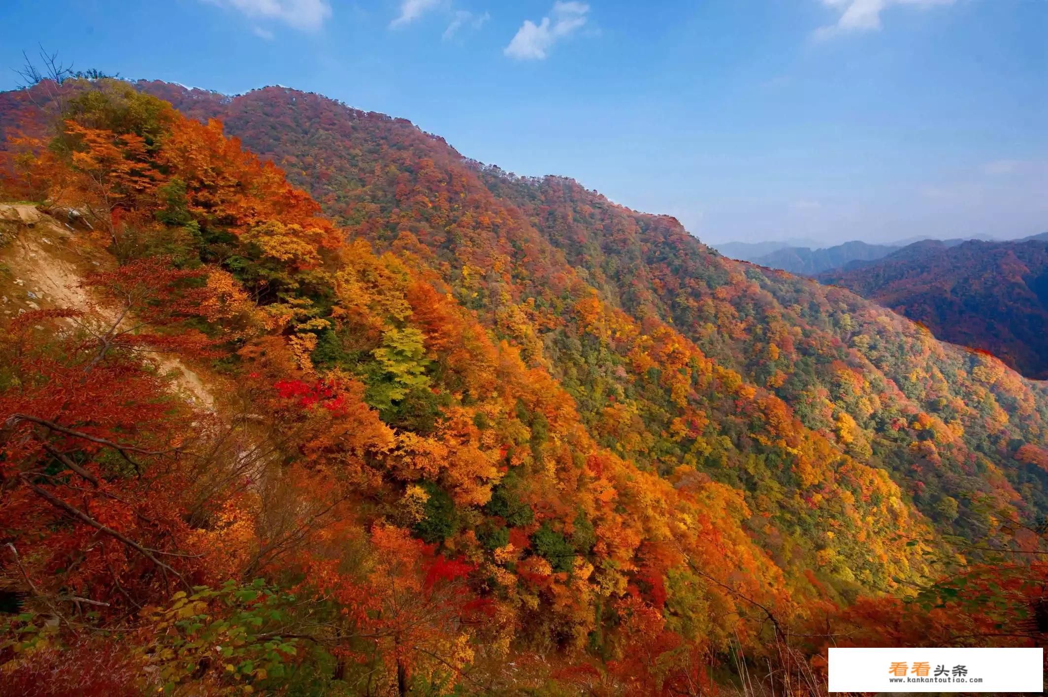 杭州枫叶景点？